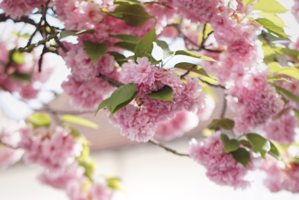 Cherry Blossom Tree